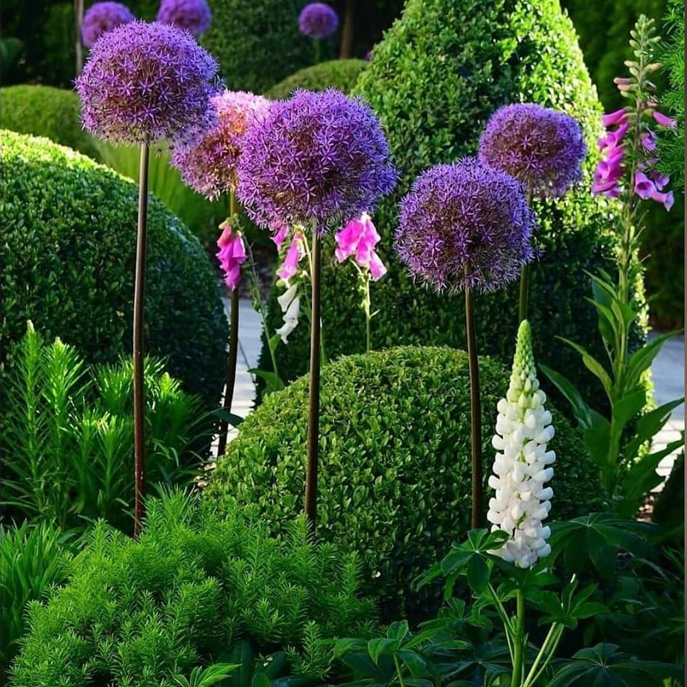 Bulbi Ceapa Ornamentala (Allium) Purple Sensation, cu flori sferice violet intens