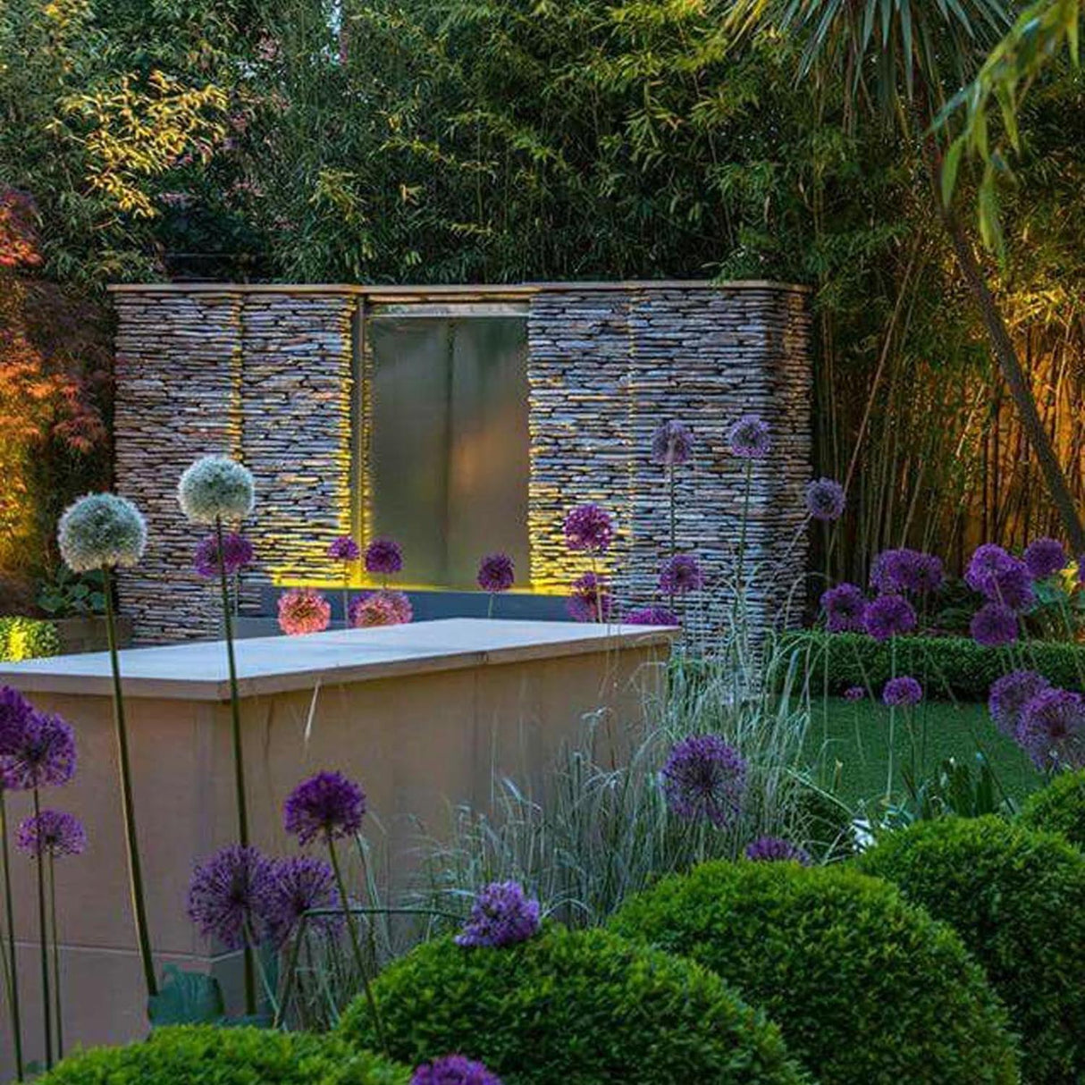 Bulbi Ceapa Ornamentala (Allium) Purple Sensation, cu flori sferice violet intens