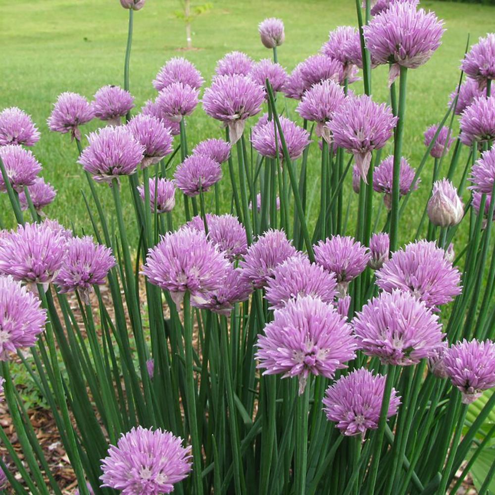 Ceapa Ornamentala Allium Schoenoprasum