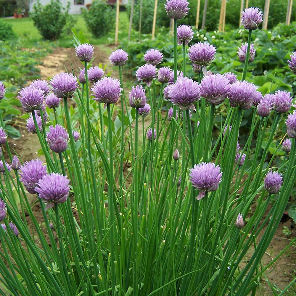 Ceapa Ornamentala Allium Schoenoprasum