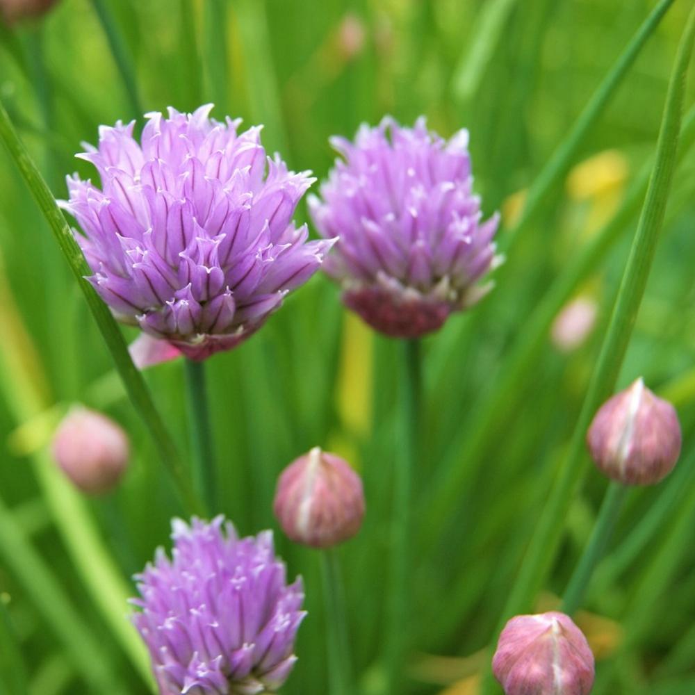 Ceapa Ornamentala Allium Schoenoprasum