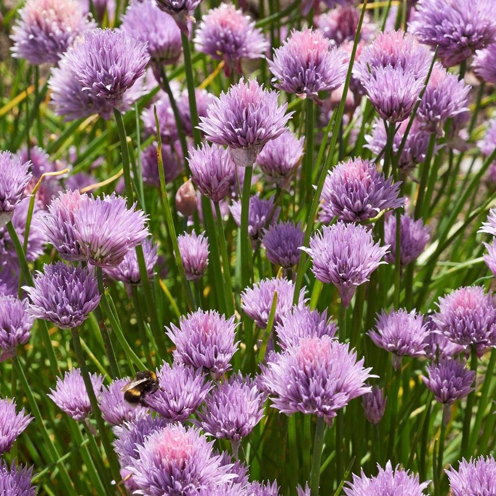Allium Schoenoprasum Rising Star