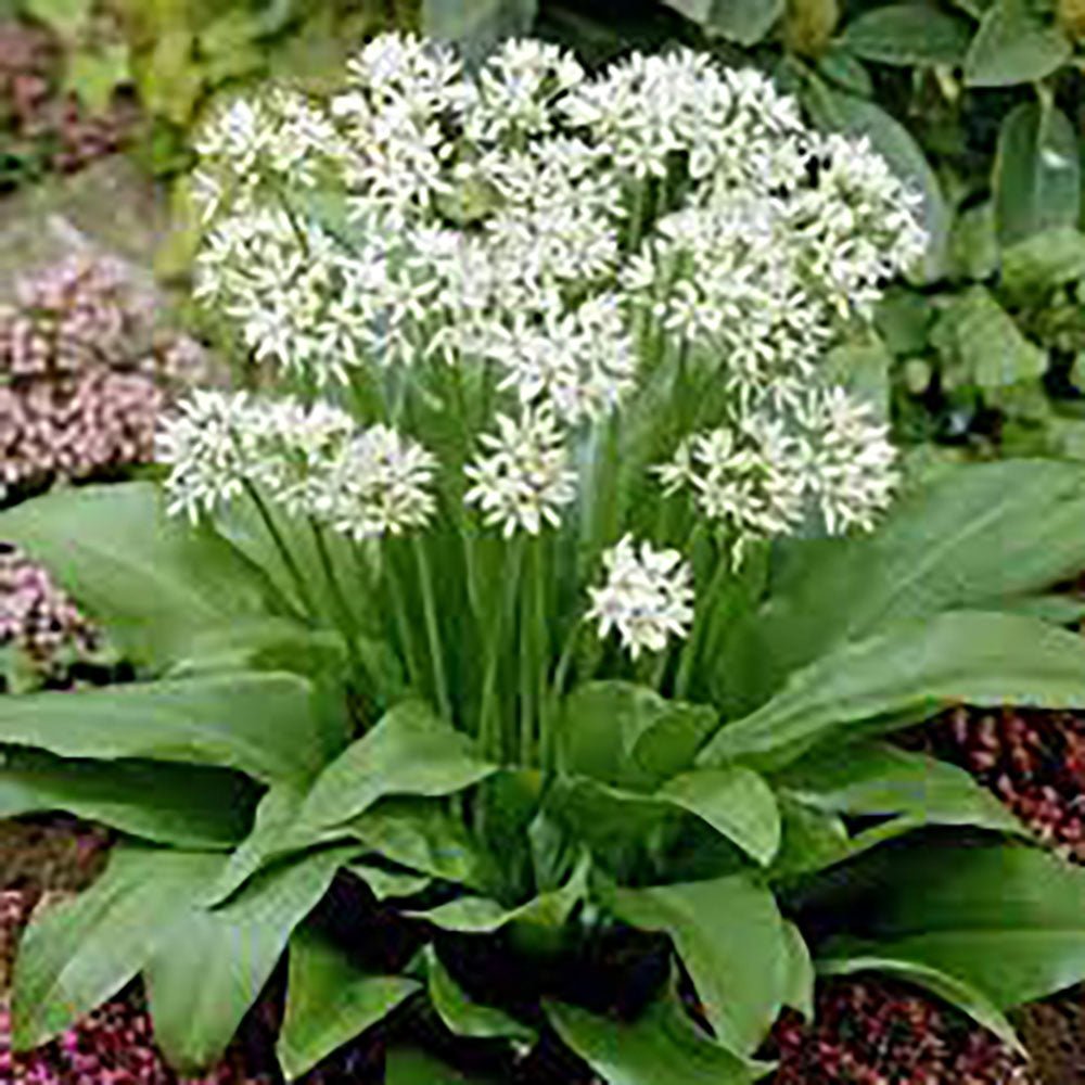 Allium Ursinum - VERDENA-livrat in ghiveci de 9 cm