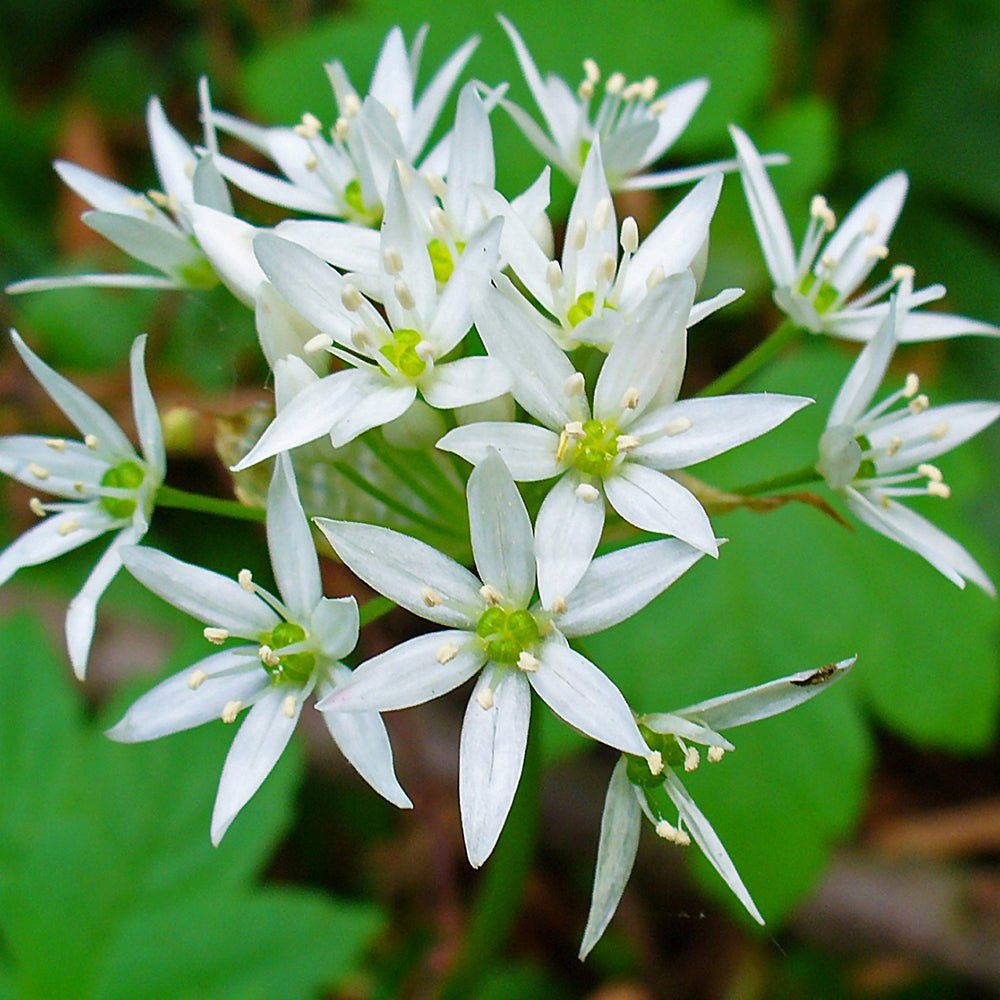 Allium Ursinum