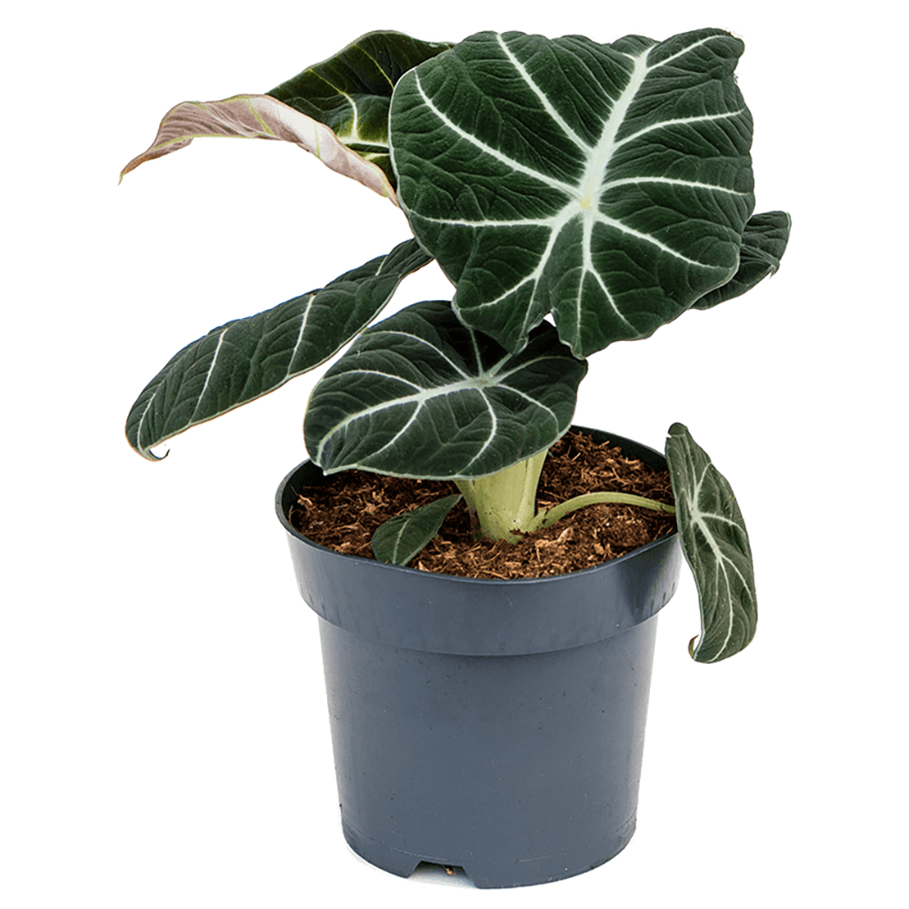 Alocasia Black Velvet - 25 cm