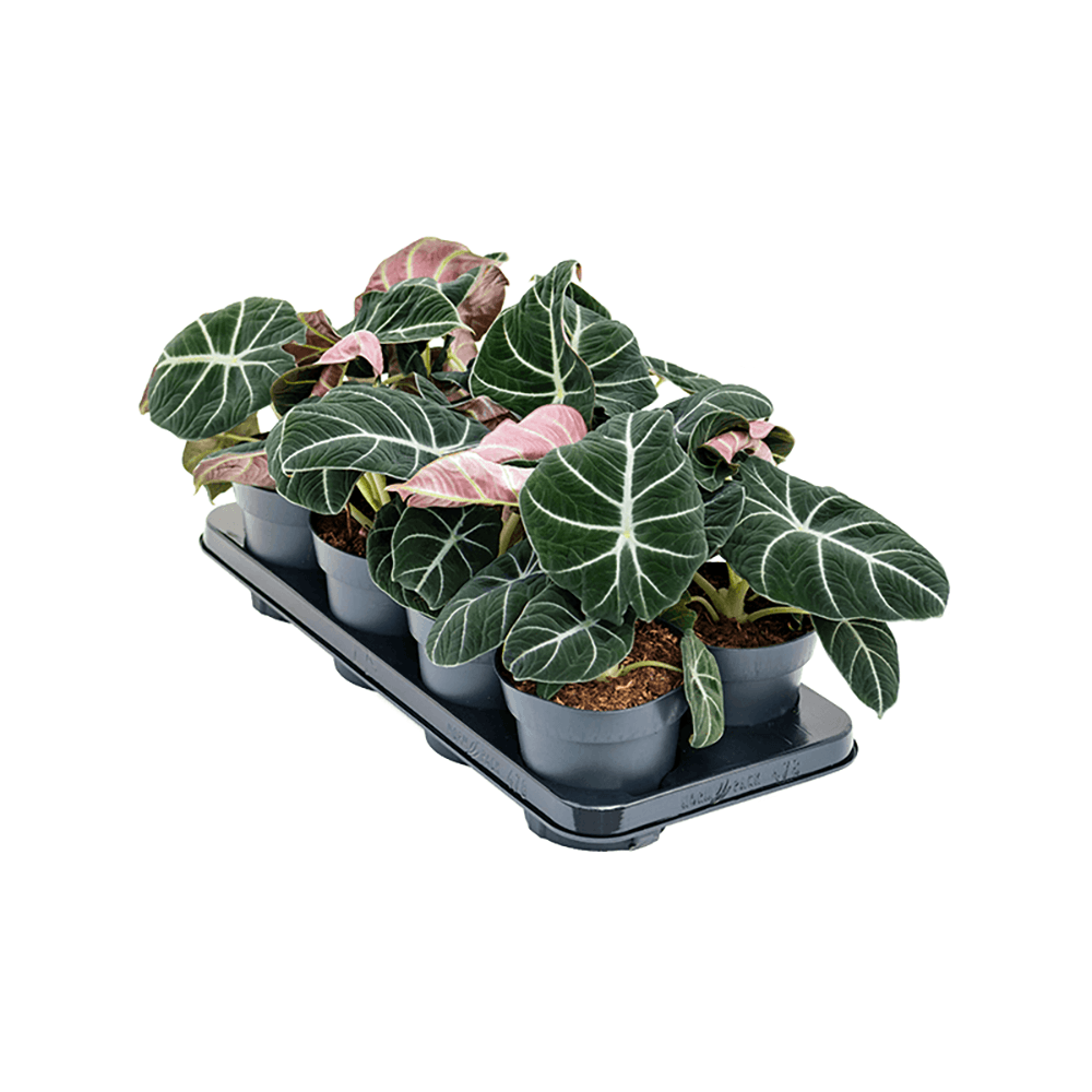 Alocasia Black Velvet - 25 cm