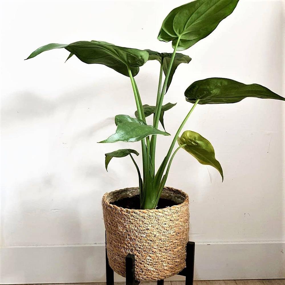 Alocasia Cucullata - 60 cm