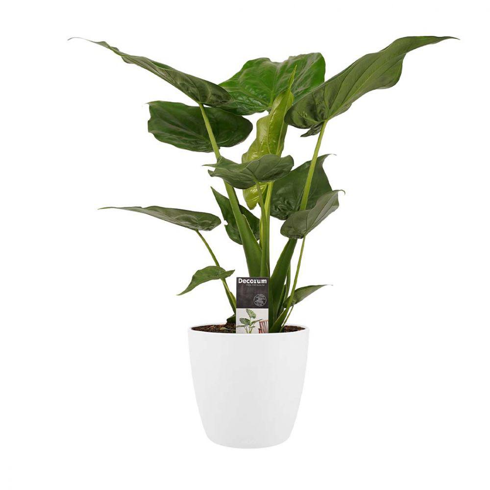 Alocasia Cucullata - 60 cm