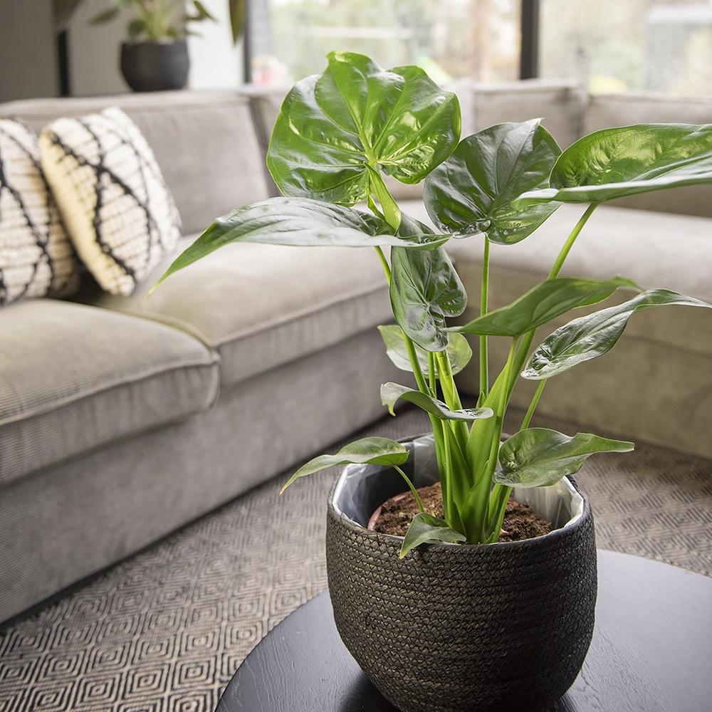 Alocasia Cucullata - 60 cm