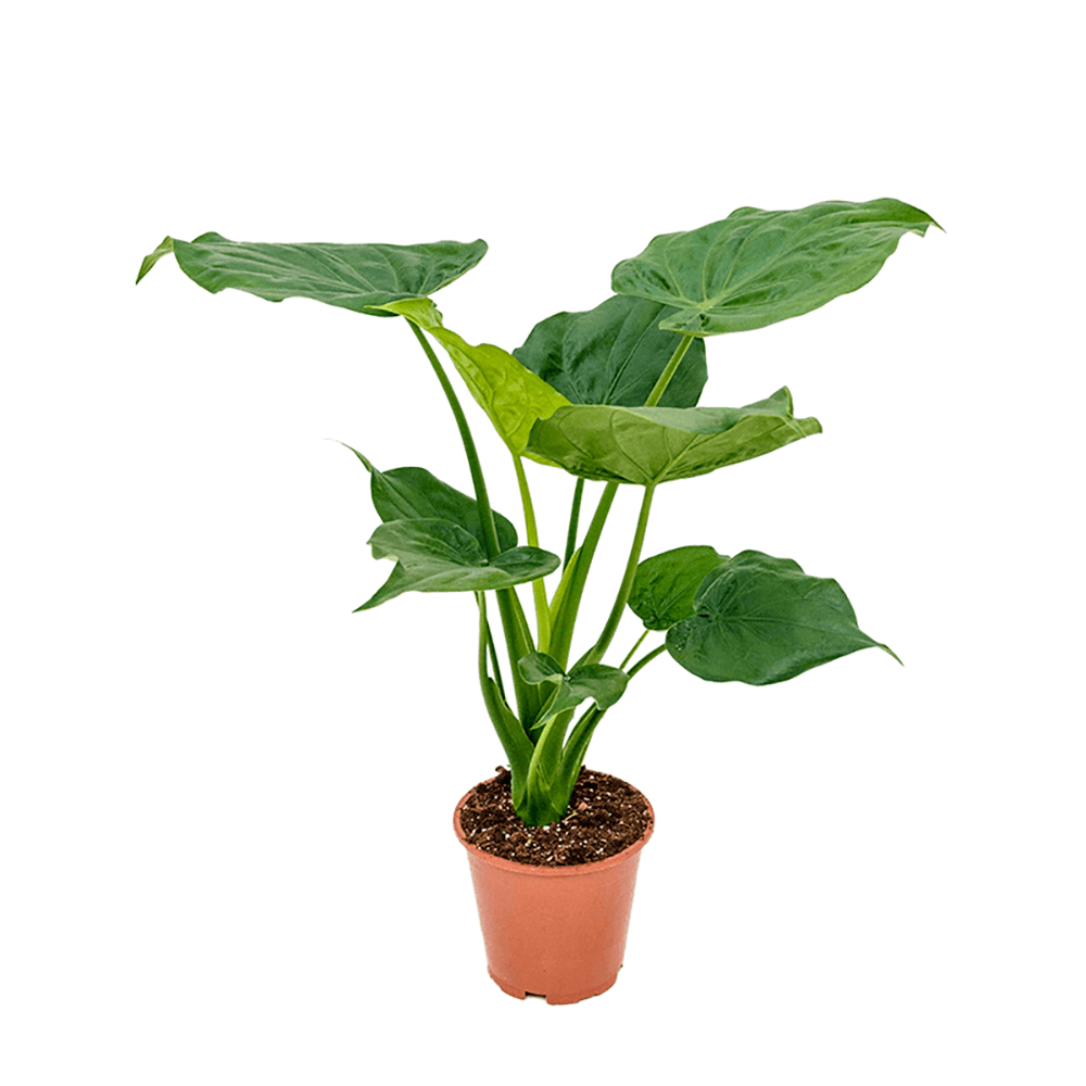 Alocasia Cucullata - 60 cm
