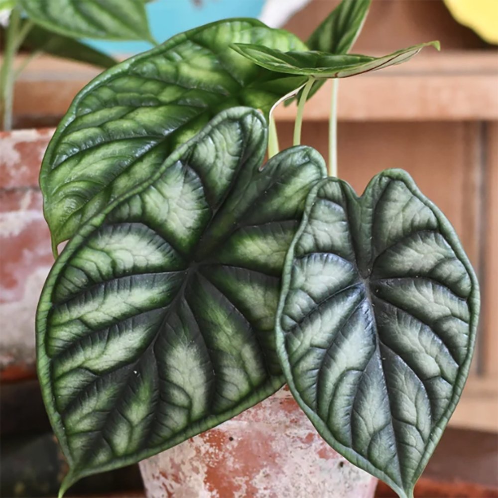 Alocasia Dragon Scale - 25 cm