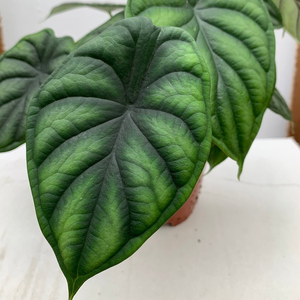 Alocasia Dragon Scale - 25 cm