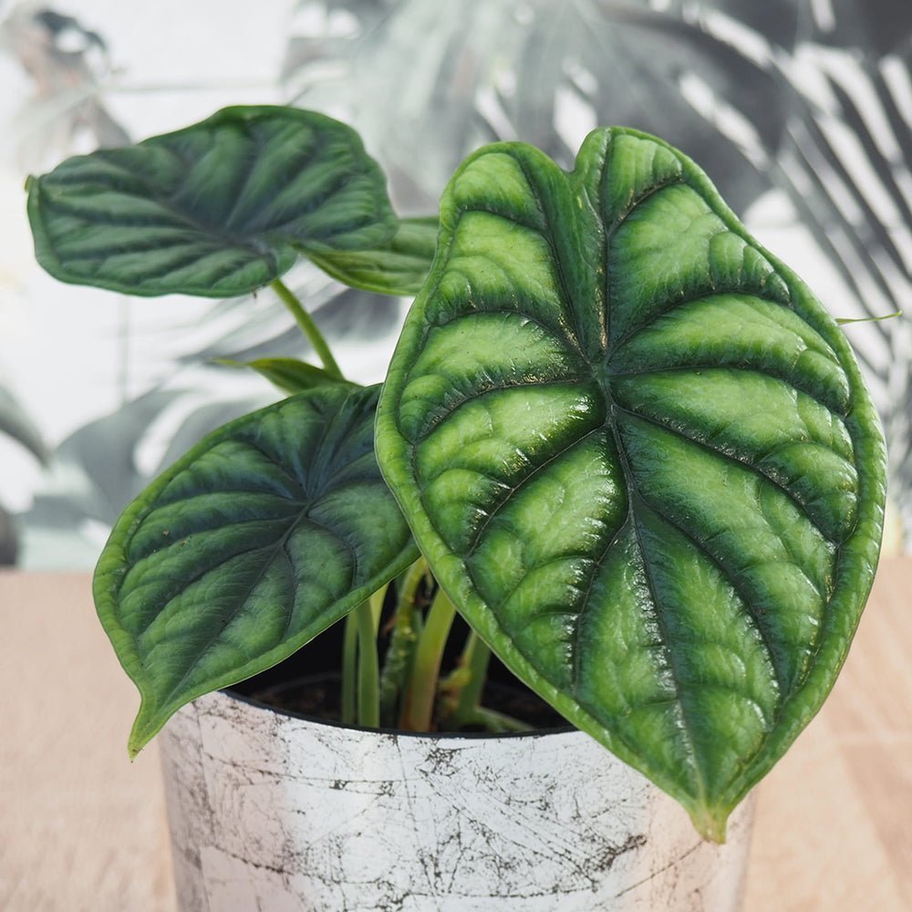 Alocasia Dragon Scale - 25 cm