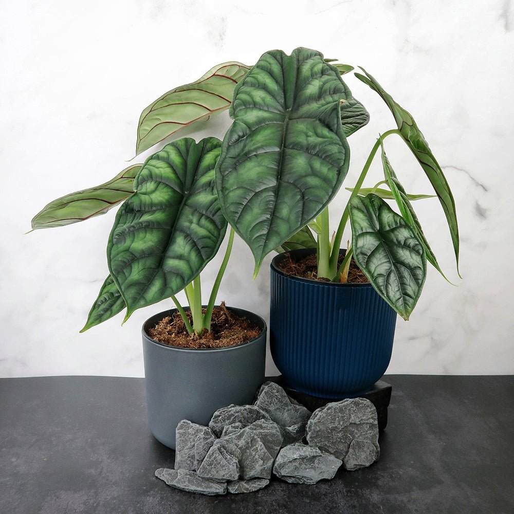 Alocasia Dragon Scale - 45 cm