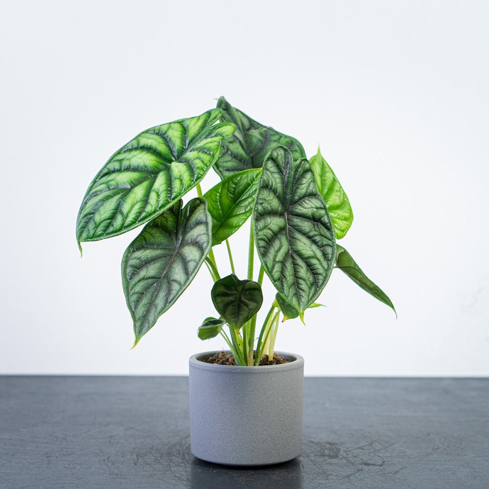 Alocasia Dragon Scale - 45 cm