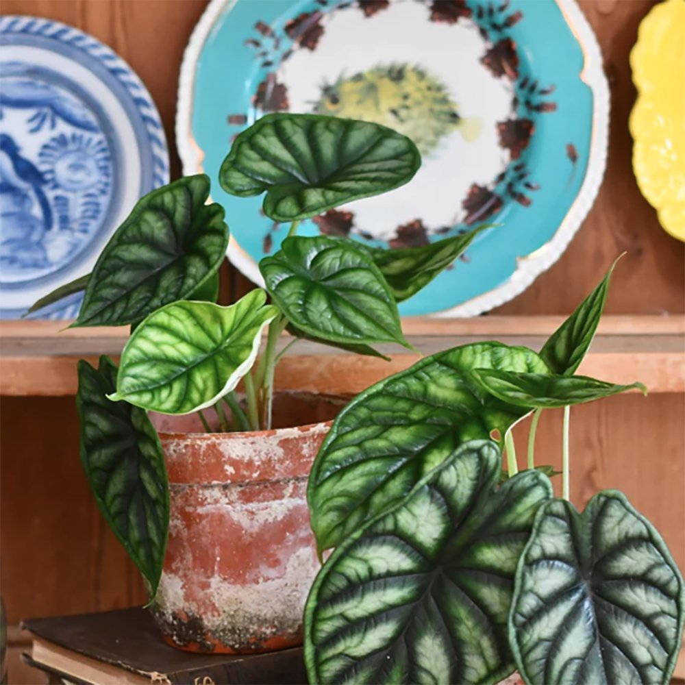 Alocasia Dragon Scale - 45 cm