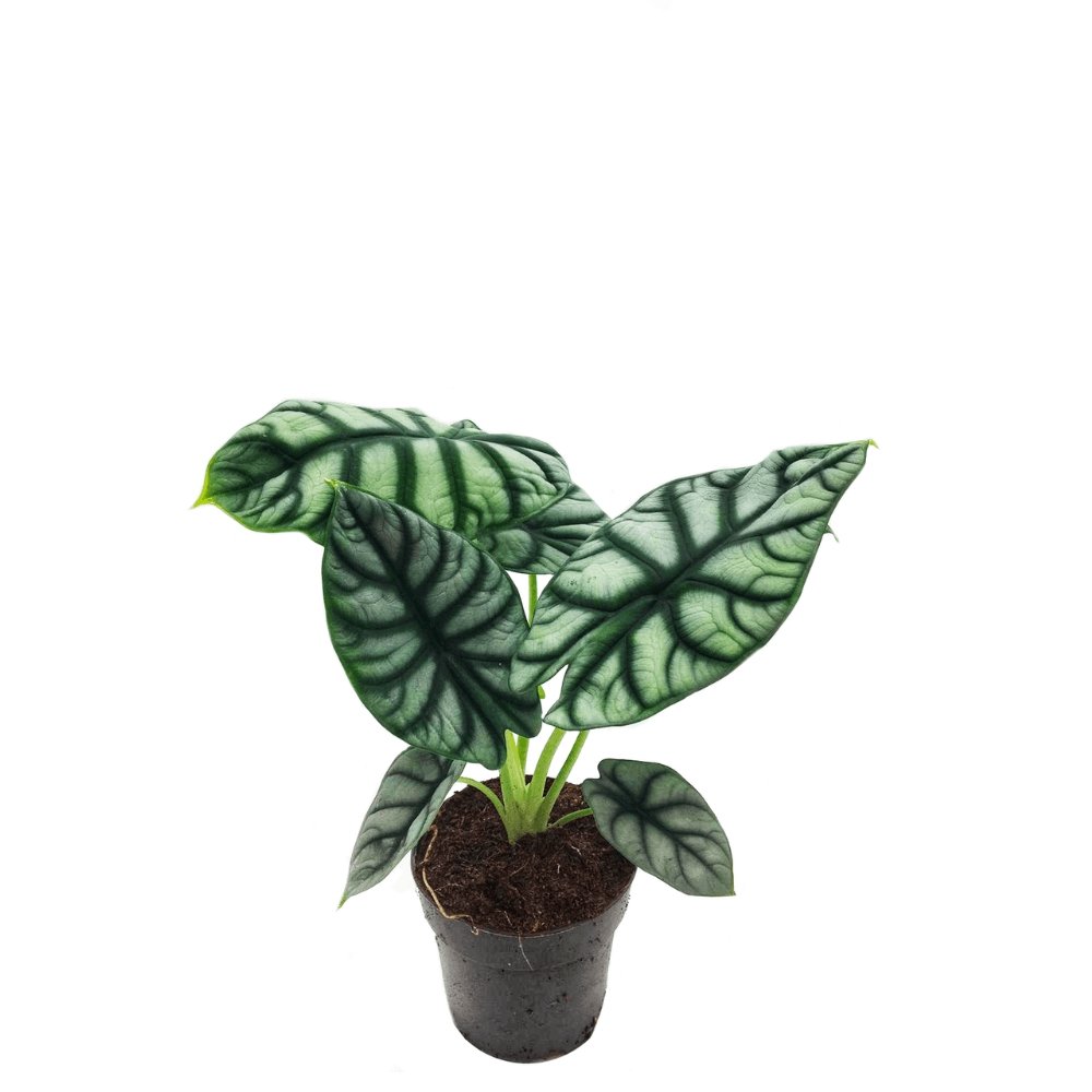 Alocasia Dragon Scale - 45 cm