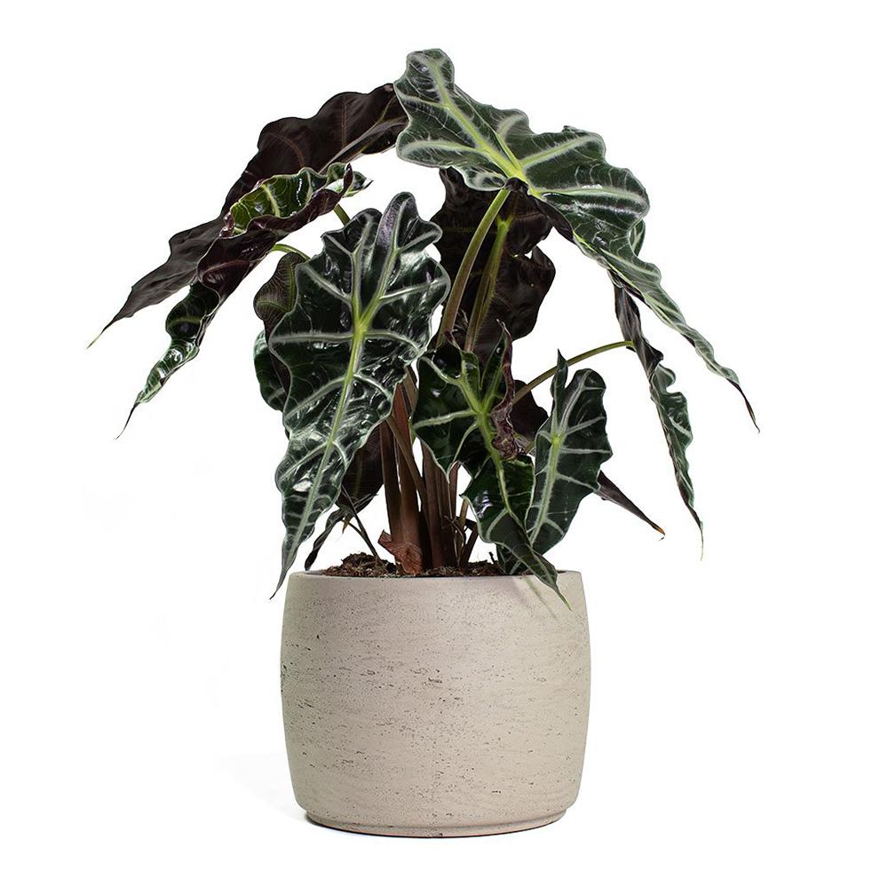 Alocasia Polly - 45 cm