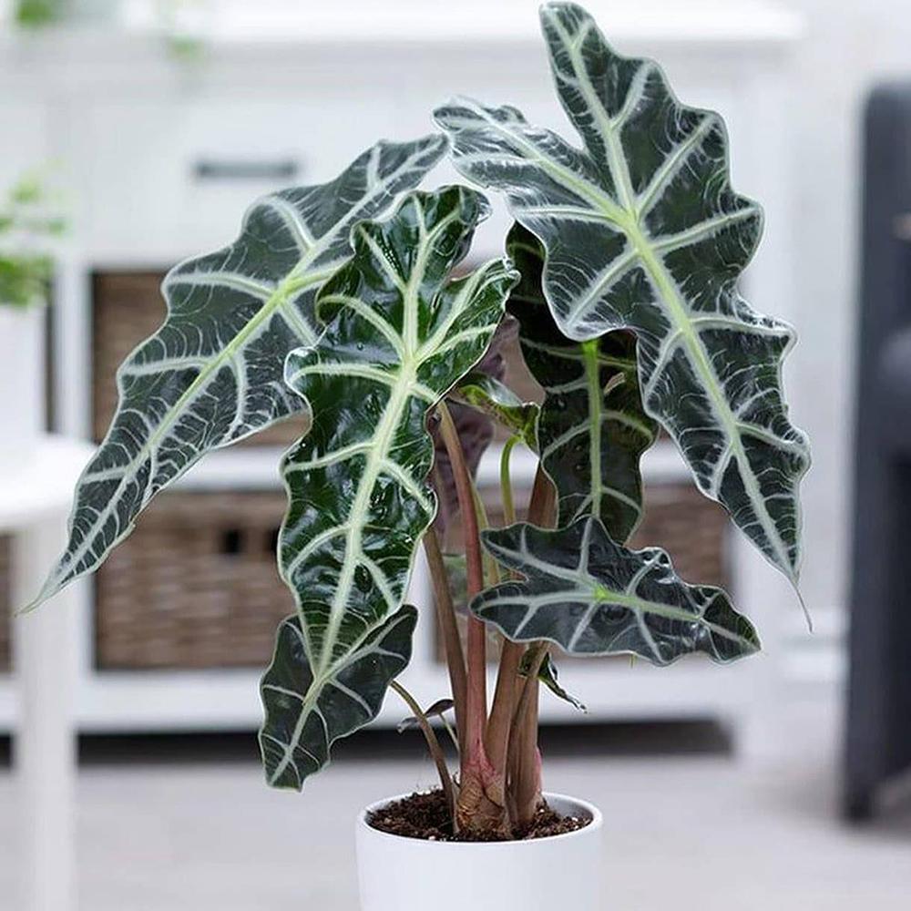 Alocasia Polly - 45 cm