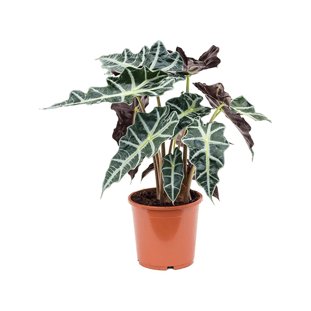 Alocasia Polly - 45 cm