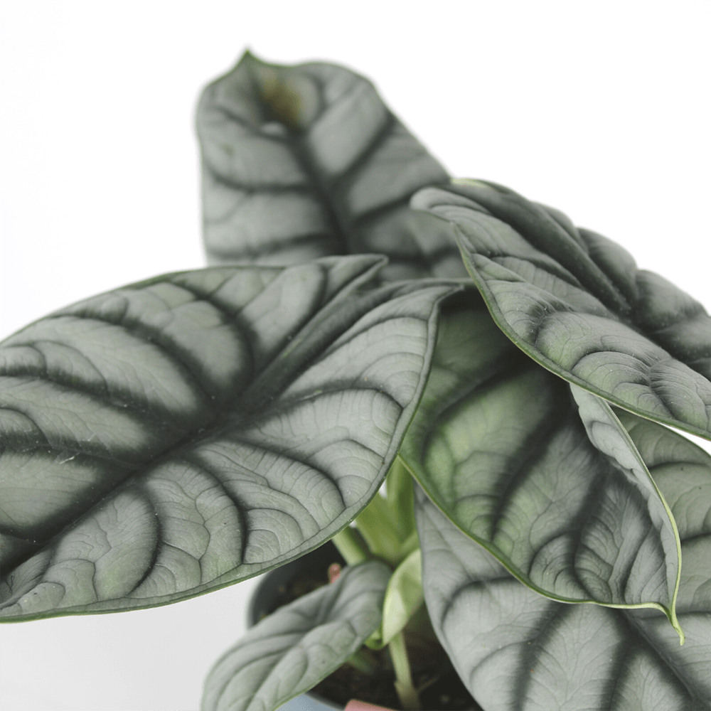 Alocasia Silver Dragon - 30 cm