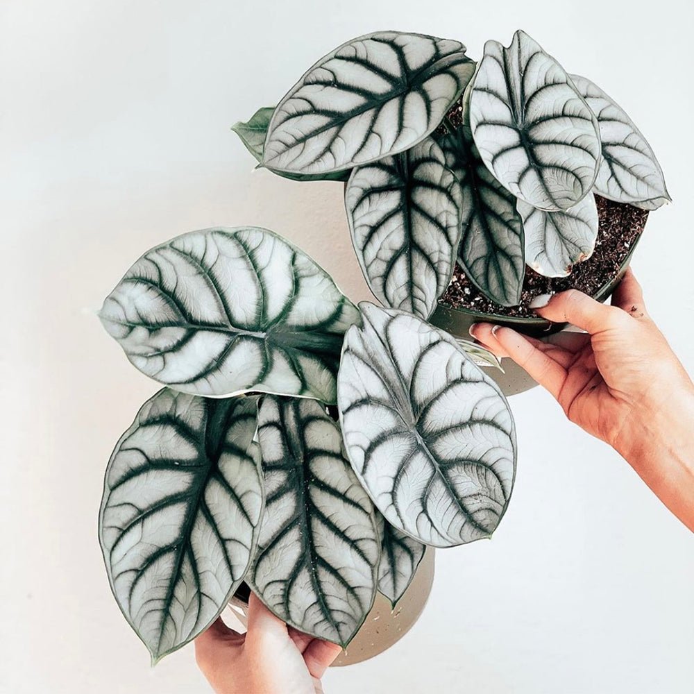 Alocasia Silver Dragon - 30 cm