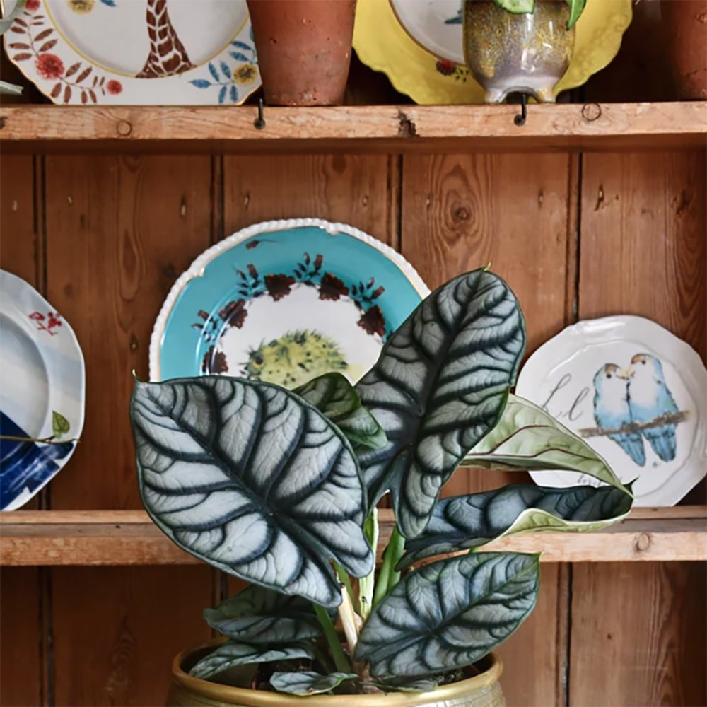 Alocasia Silver Dragon - 30 cm