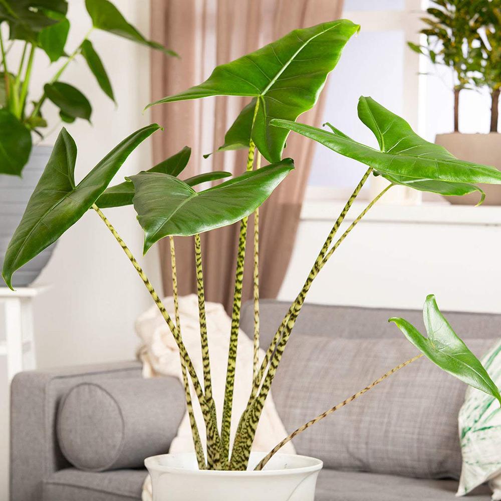 Alocasia Zebrina - 45 cm
