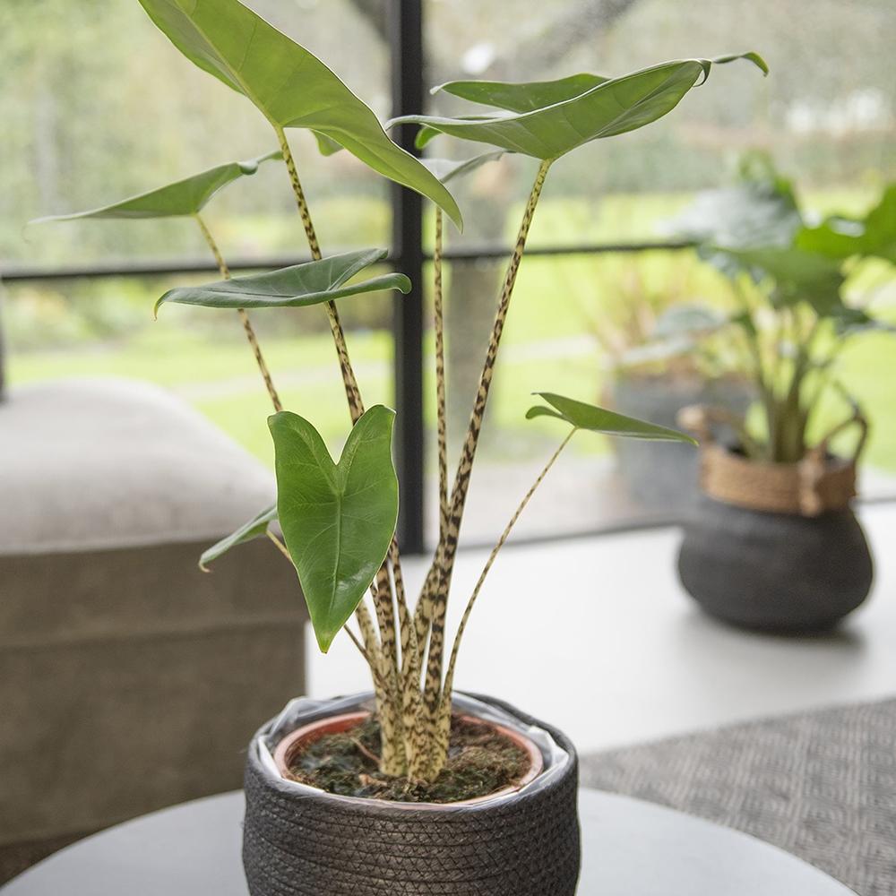 Alocasia Zebrina - 45 cm