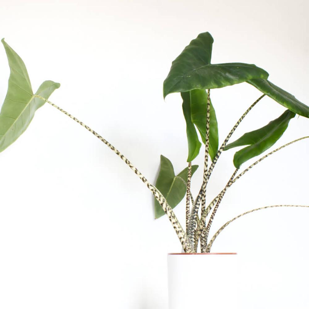 Alocasia Zebrina - 45 cm