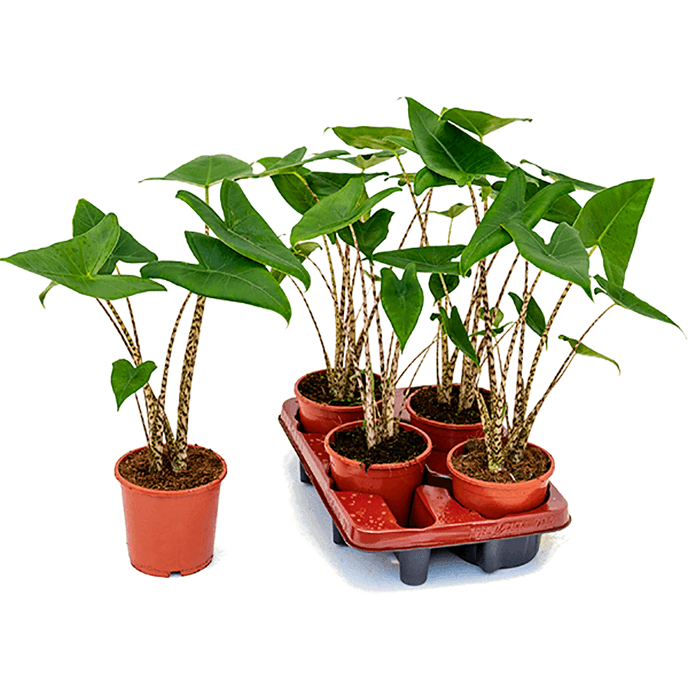 Alocasia Zebrina - 45 cm