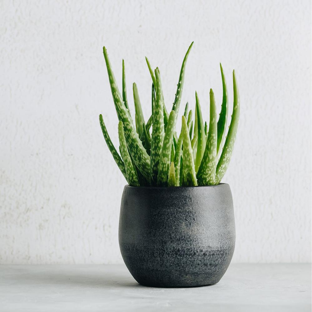 Aloe Vera in Ghiveci - 35 cm