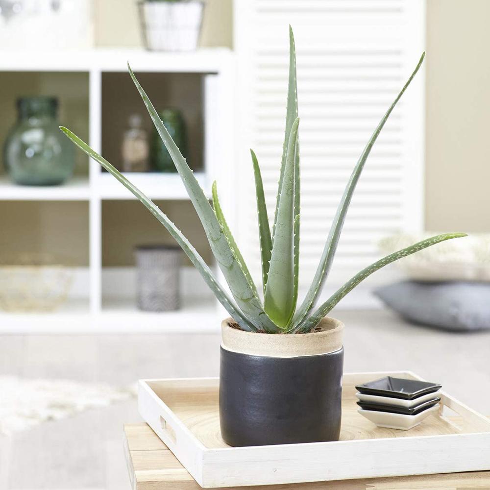Aloe Vera in Ghiveci - 35 cm