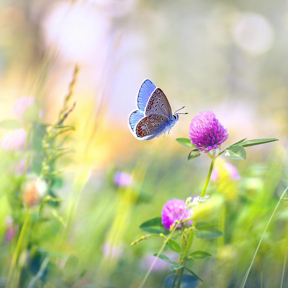 Amestec Seminte Flori de Pasune - Bufet de Fluturi, 100g, pentru 100m²