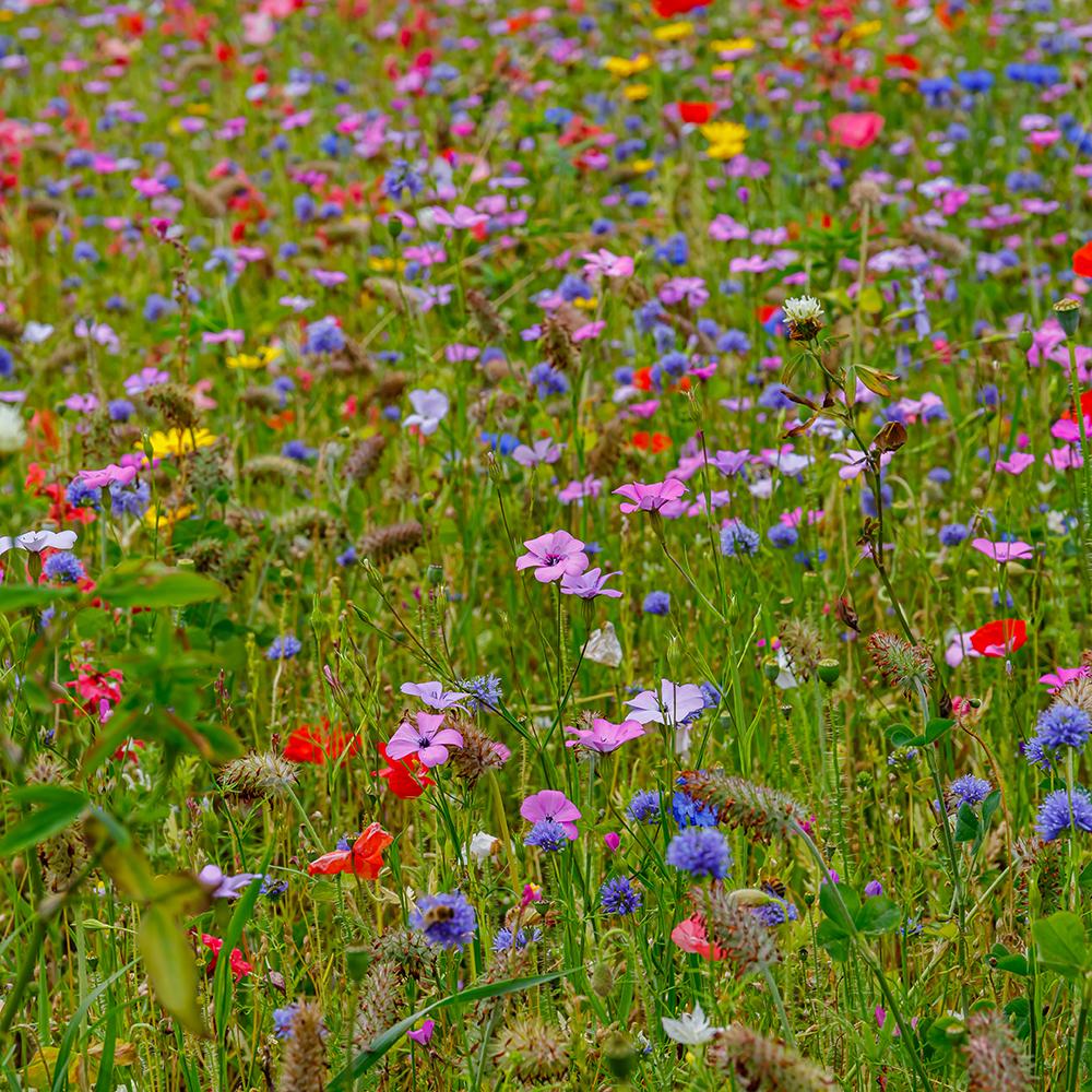 Amestec Seminte Flori de Pasune - Bufet de Fluturi, 100g, pentru 100m²
