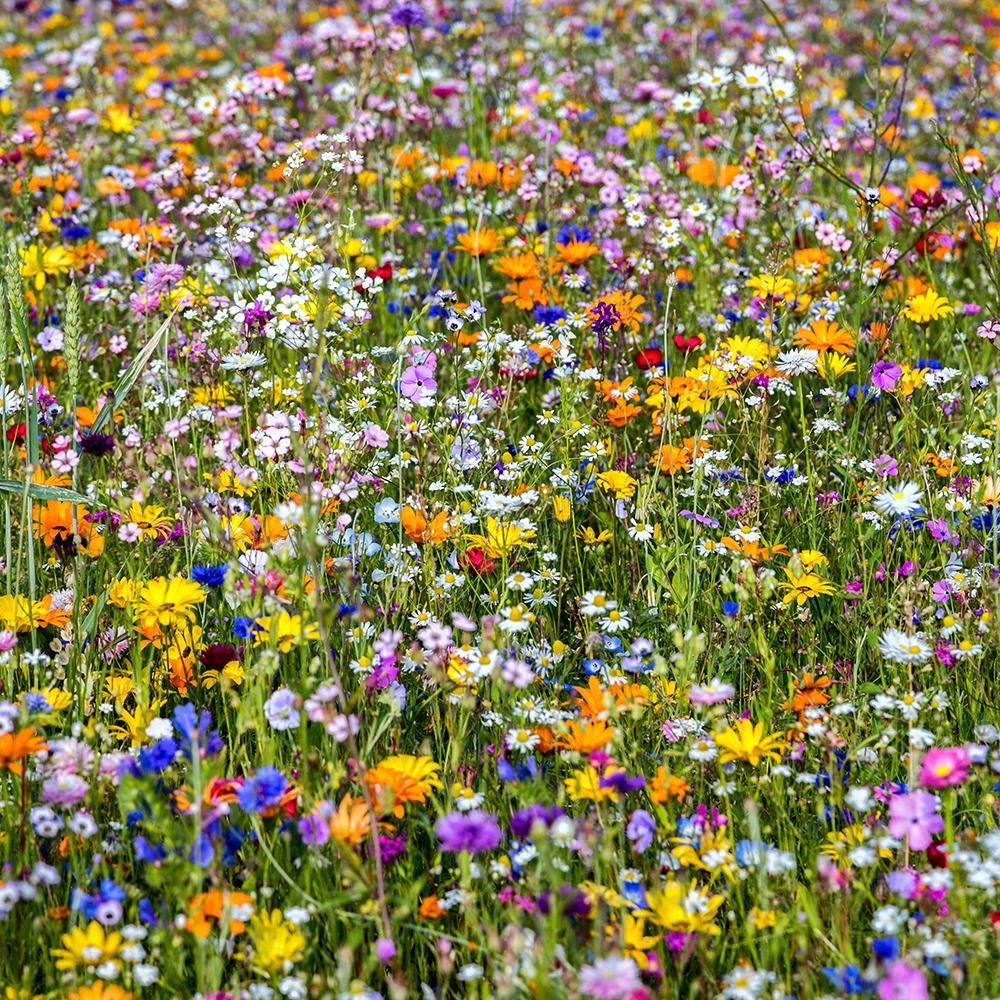 Amestec Seminte Flori de Pasune - Colorata Mare de Flori, 100g, pentru 100m²