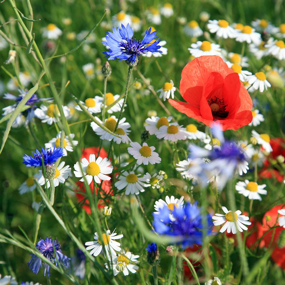 Amestec Seminte Flori de Pasune - Flori Salbatice, 100g, pentru 100m²