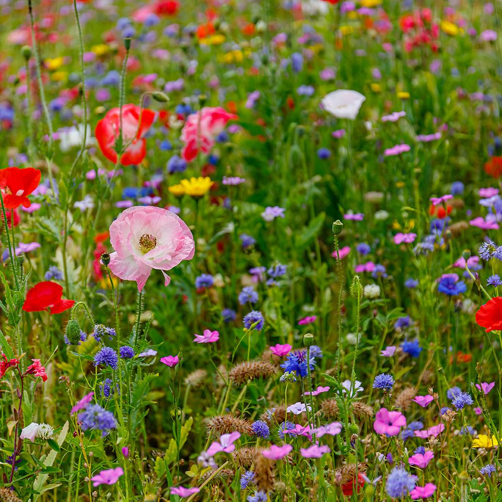 Amestec Seminte Flori de Pasune - Flori Salbatice, 100g, pentru 100m²