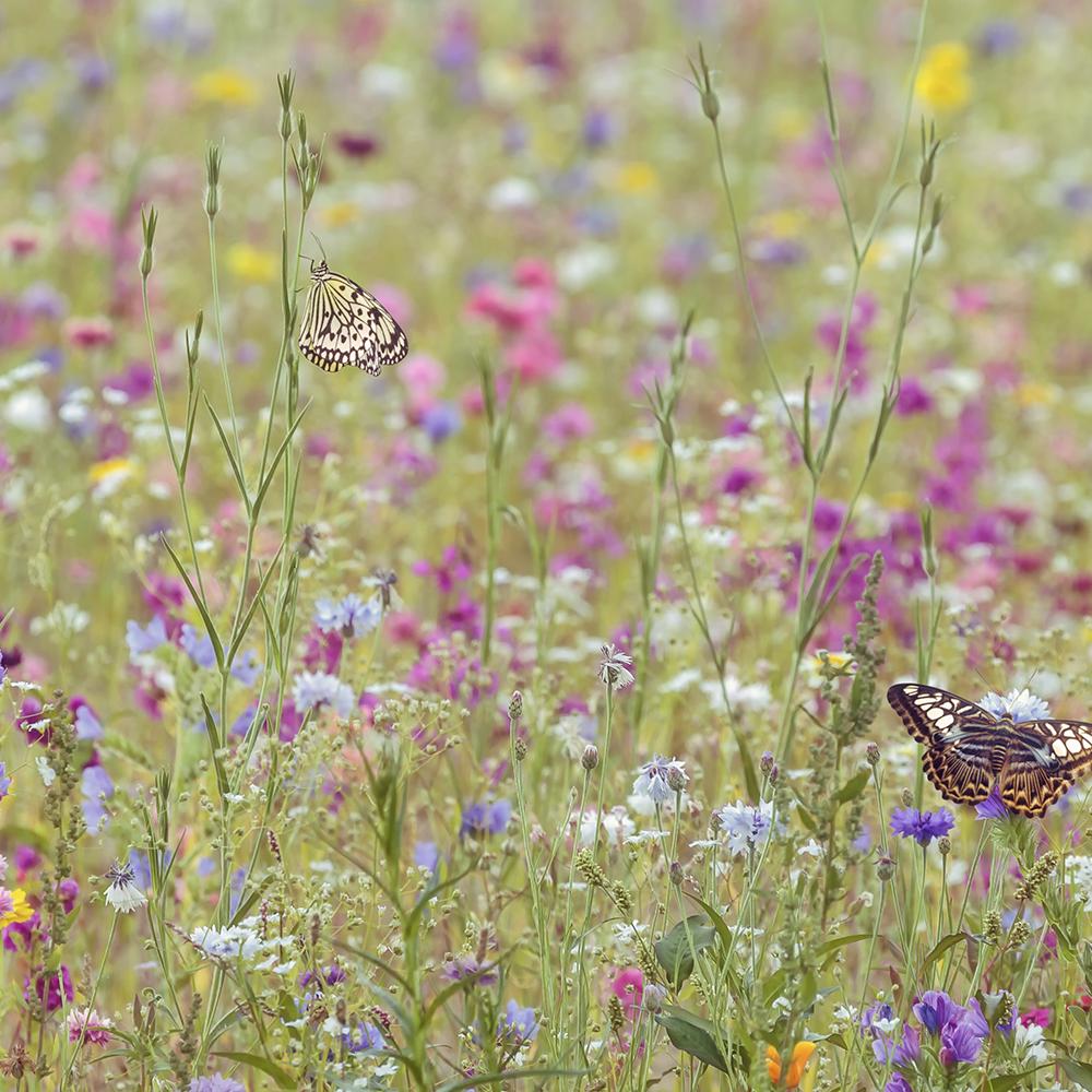 Amestec Seminte Flori de Pasune - Flori Salbatice Pentru Albine Salbatice, 100g, pentru 100m²
