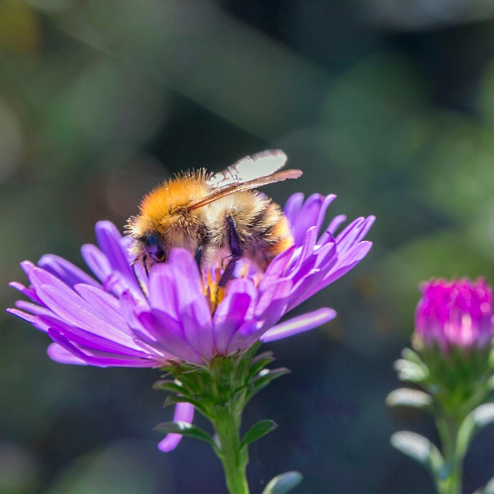 Amestec Seminte Flori de Pasune - Flori Salbatice Pentru Albine Salbatice, 100g, pentru 100m²