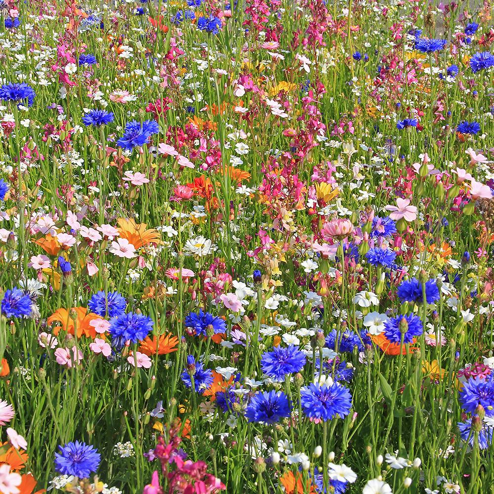 Amestec Seminte Flori de Pasune - Sarbatoarea Albinelor Si A Bondarilor, 100g, pentru 100m²