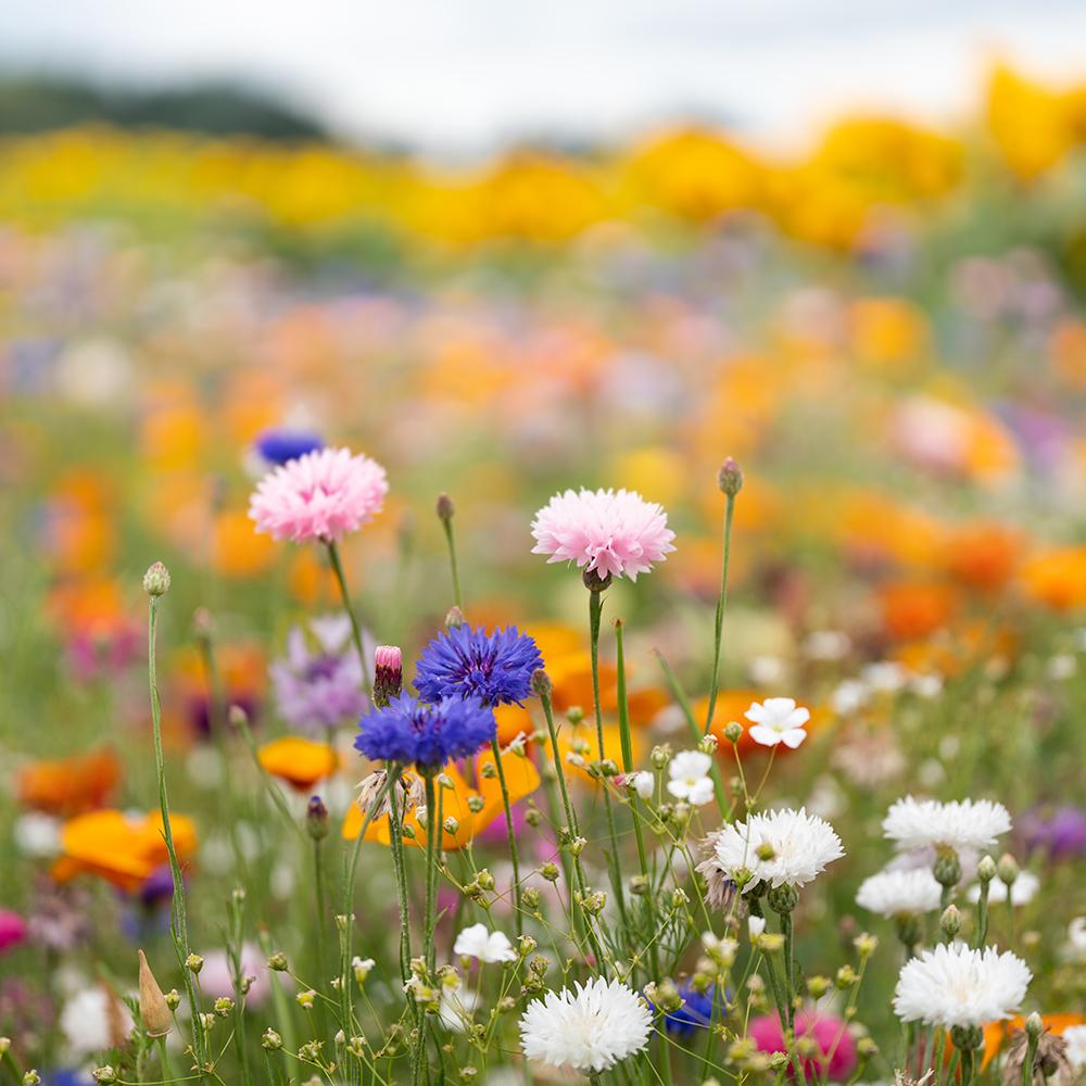 Amestec Seminte Flori de Pasune - Sarbatoarea Albinelor Si A Bondarilor, 100g, pentru 100m²