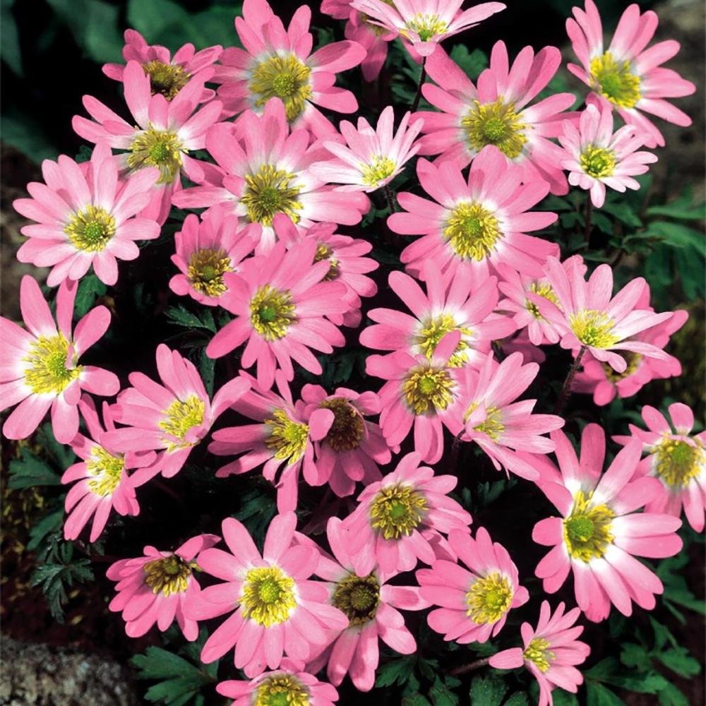 Anemona Balcanica Pink Star