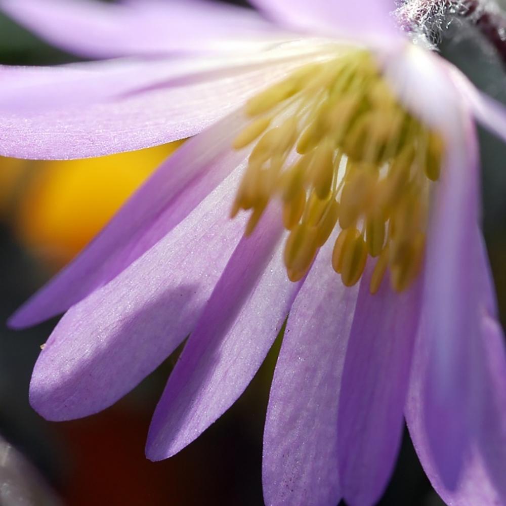 Anemona Balcanica Pink Star