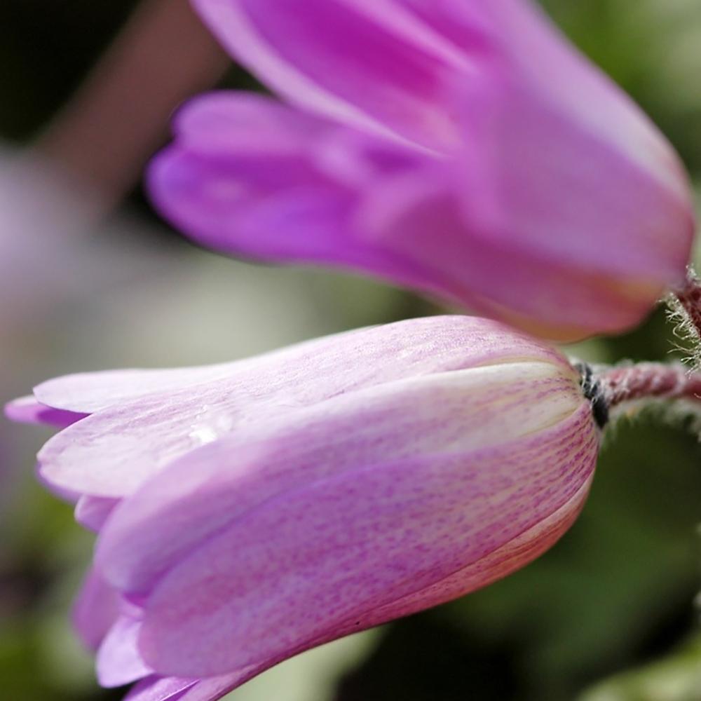 Anemona Balcanica Pink Star