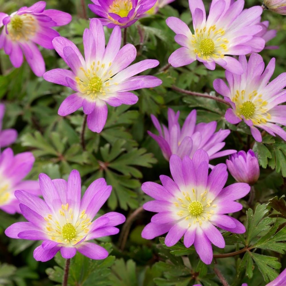 Anemona Balcanica Pink Star