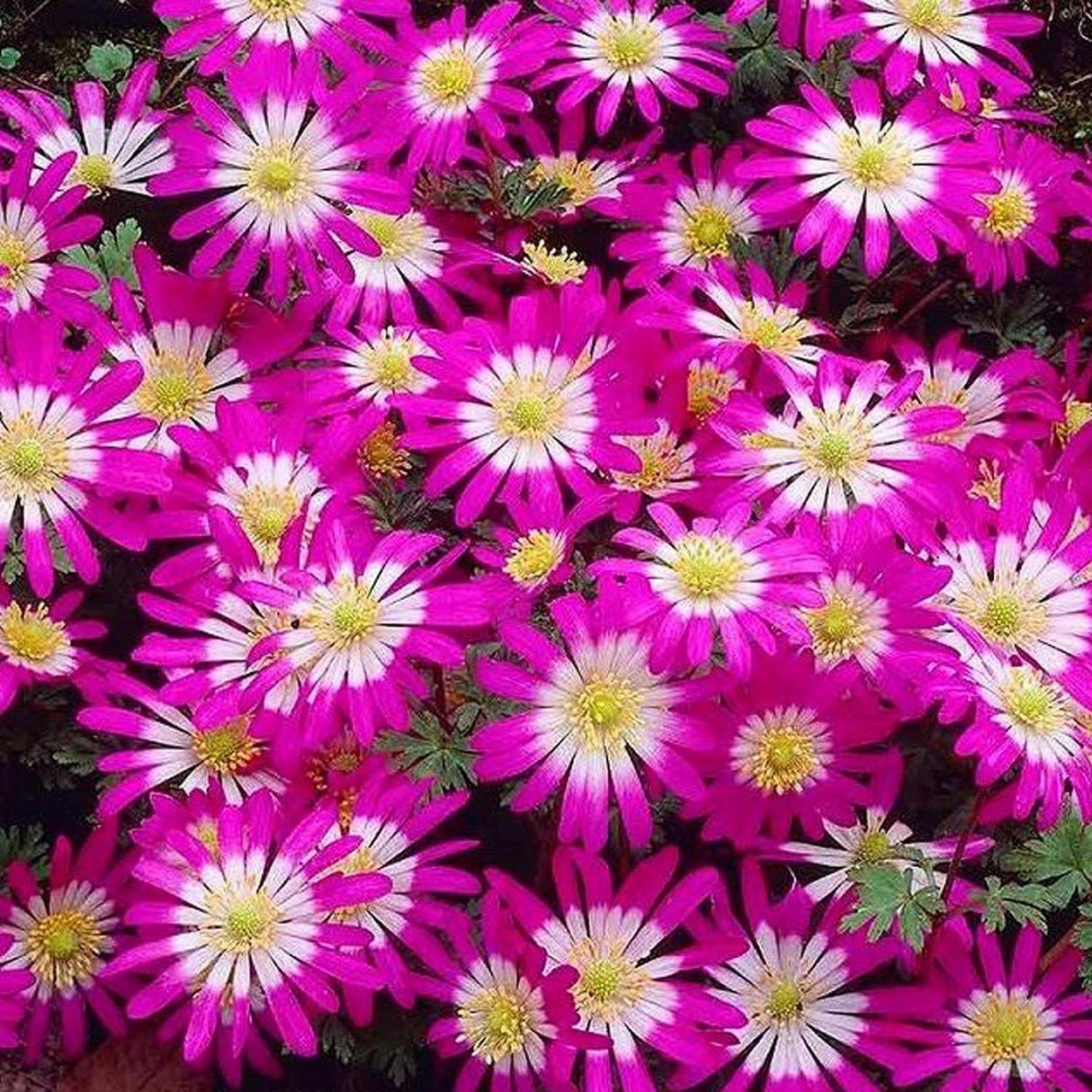 Anemona Balcanica Pink Star