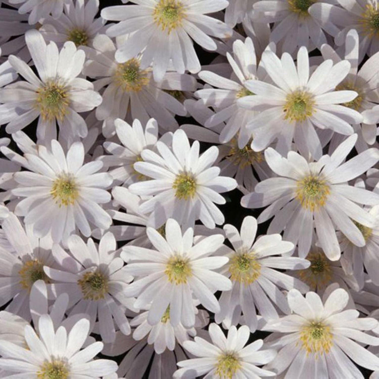 Anemona Balcanica White Splendour