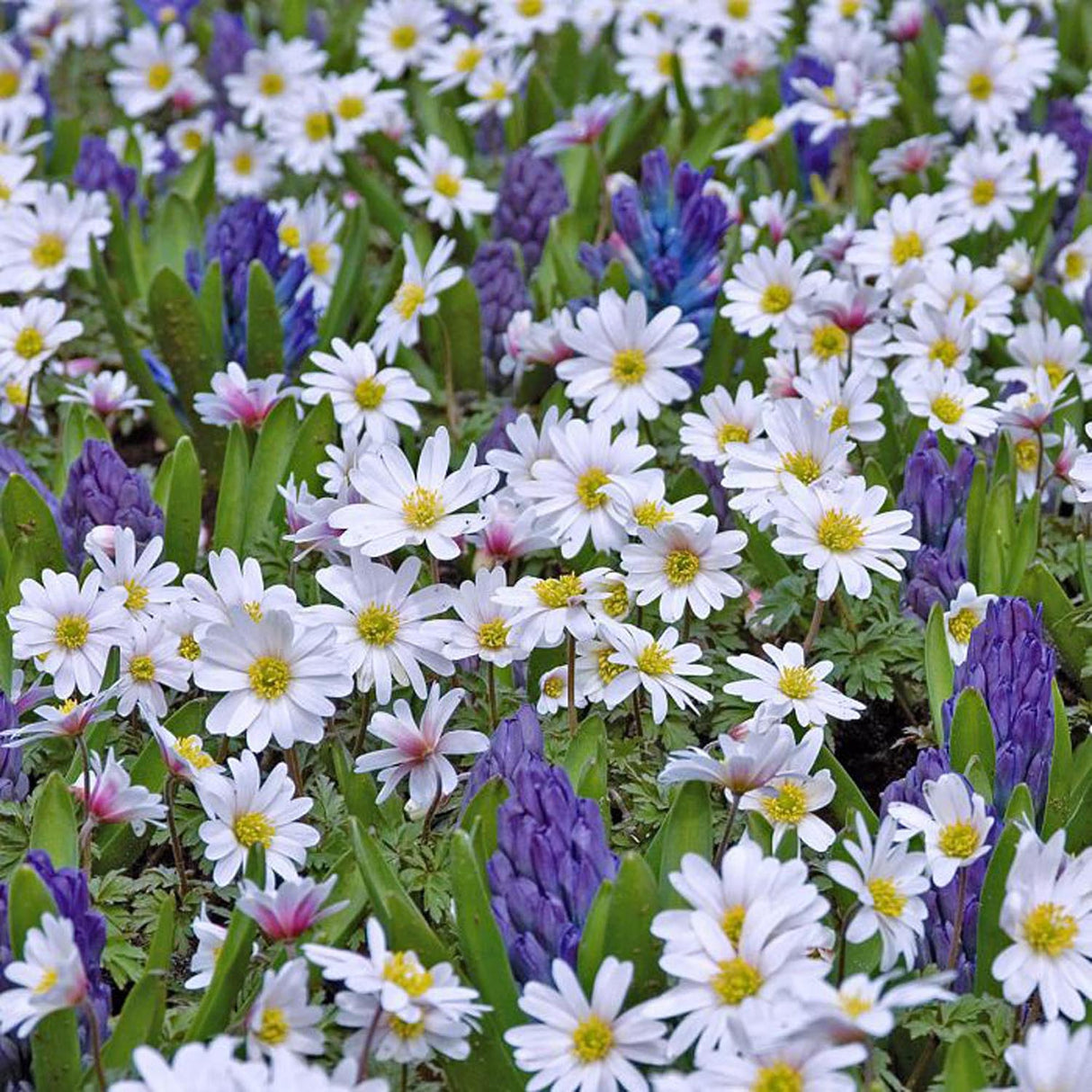 Anemona Balcanica White Splendour