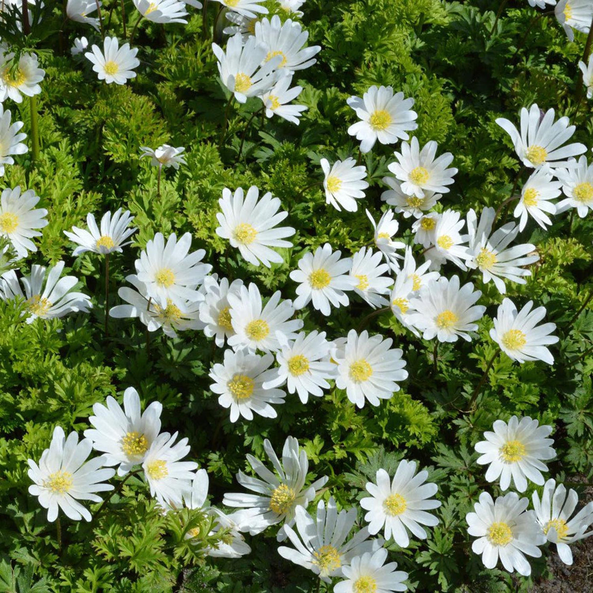 Anemona Balcanica White Splendour